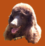 pennyorangeface.jpg